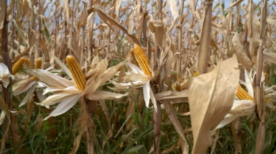Imagem da notícia Maior oferta do milho mantém pressão principalmente no Centro-Oeste